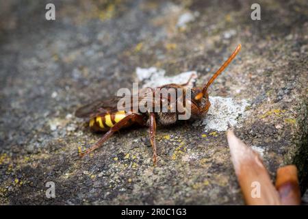 Eine weibliche aromatische Nomadenbiene (Nomada flava). Aufgenommen auf dem Bishopwearmouth Friedhof, Sunderland, Nordostengland Stockfoto