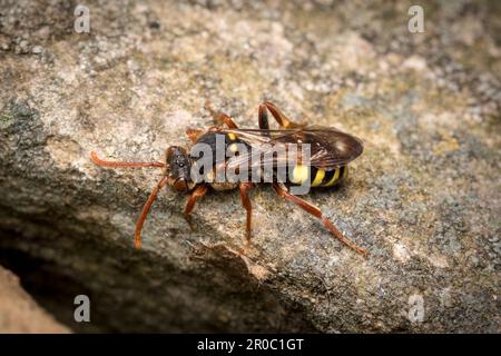 Eine weibliche Nomadenbiene nach Marsham (Nomada Marshamella). Aufgenommen auf dem Bishopwearmouth Friedhof, Sunderland, Nordostengland Stockfoto