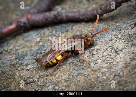 Eine weibliche aromatische Nomadenbiene (Nomada flava). Aufgenommen auf dem Bishopwearmouth Friedhof, Sunderland, Nordostengland Stockfoto