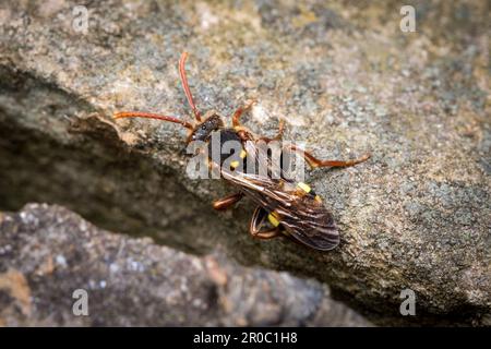 Eine weibliche Nomadenbiene nach Marsham (Nomada Marshamella). Aufgenommen auf dem Bishopwearmouth Friedhof, Sunderland, Nordostengland Stockfoto