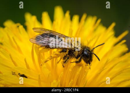 Eine einsame Biene, die Pollen aus einem Löwenzahn sammelt. Tunstall Hills, Sunderland, Großbritannien Stockfoto