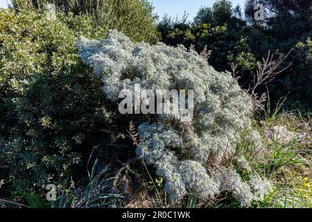 Ein wilder Strauch, der in Sizilien wächst, mit einem starken Geruch Stockfoto