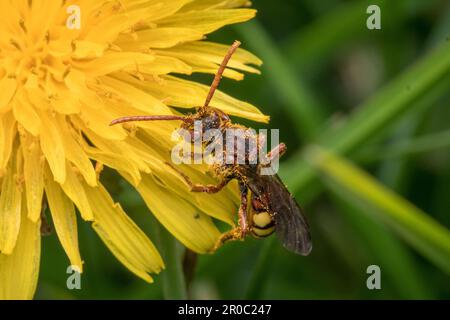 Eine weibliche aromatische Nomadenbiene (Nomada flava). Aufgenommen in Tunstall Hills, Sunderland, Nordostengland Stockfoto