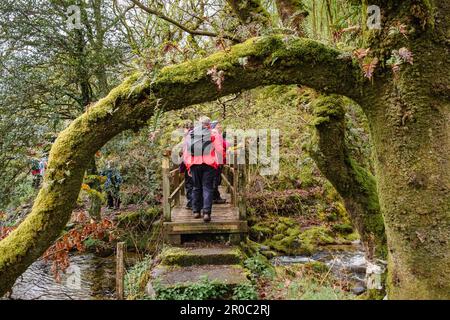 Gruppe von Wanderer auf einer Fußgängerbrücke, die einen Waldbach im Cwm Pennant im Snowdonia-Nationalpark überquert. Llanfihangel, Porthmadog, Gwynedd, Wales, Vereinigtes Königreich Stockfoto