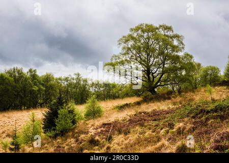 Wilde Landschaften im Cwm Pennant Valley im Snowdonia-Nationalpark. Llanfihangel-y-pennant, Porthmadog, Gwynedd, North Wales, Vereinigtes Königreich, Großbritannien Stockfoto