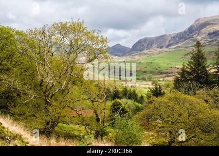 Vom bewaldeten Hügel im Snowdonia-Nationalpark aus könnt ihr das Cwm Pennant Valley bestaunen. Llanfihangel-y-pennant, Porthmadog, Gwynedd, North Wales, Vereinigtes Königreich, Großbritannien Stockfoto