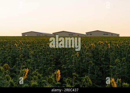 Sonnenblumen-Feld mit Farm am Horizont. Hochwertiges Foto Stockfoto
