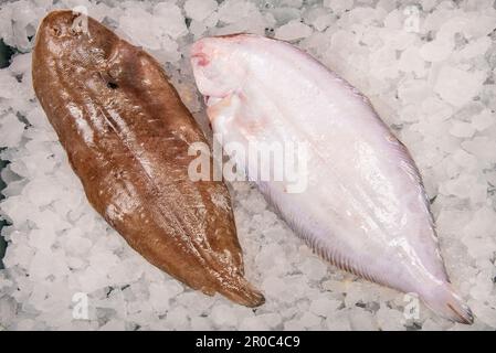 Seezunge ist ein Plattfisch, der in gemäßigten Meeren oder in Süßwasser zu finden ist. Es gehört der Familie Soleidae, Ordnung Pleuronectiformes Stockfoto