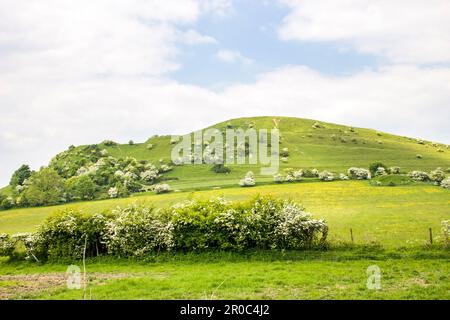 Cley Hill in Wiltshire. Ein eiserner Hügel auf einem Hügel in einer herrlichen Lage in der lokalen Landschaft. Grasbedeckter Hügel mit Kreidewegen. Stockfoto