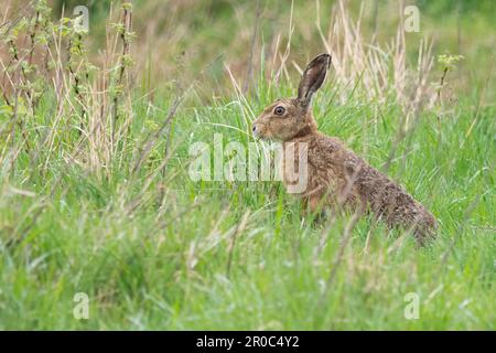 Braunhaar (Lepus europaeus) im RSPB Loch Leven Nature Reserve, Schottland, Großbritannien. Stockfoto
