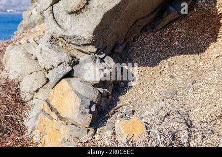 Wilde Eidechse, die sich im Schatten der Felsen auf der Insel Sardinien, Italien, versteckt Stockfoto