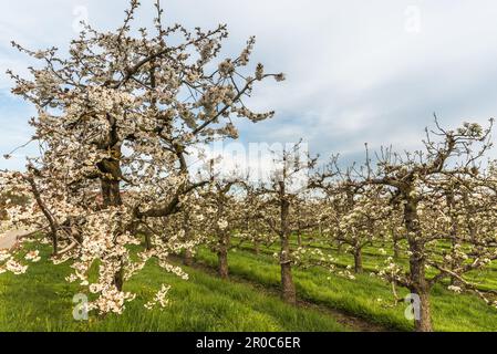 Blühende Kirschbäume (Prunus avium) im Obstgarten im Frühling, Egnach, Kanton Thurgau, Schweiz Stockfoto