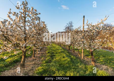 Obstgarten blühender Kirschbäume (Prunus avium) im Abendlicht, Herdern, Kanton Thurgau, Schweiz Stockfoto