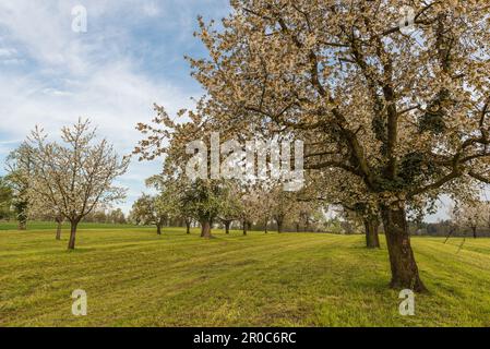 Blühender Kirschbaumgarten (Prunus avium) im Frühling, Roggwil, Kanton Thurgau, Schweiz Stockfoto