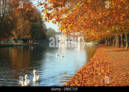 Bedford, Großbritannien. Fluss Great Ouse entlang des Ufers im Herbst oder Herbst. Stockfoto