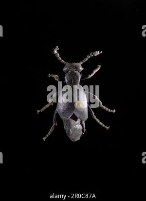 Europäischer Ölkäfer, Meloe proscarabaeus. Aus Vellore, Indien. Stockfoto