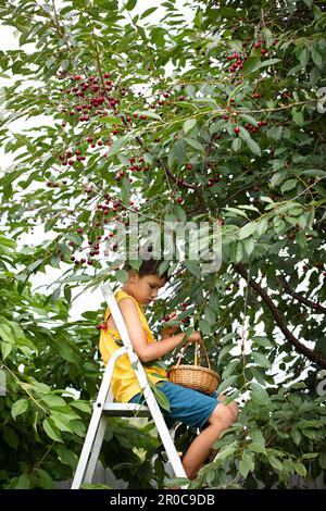 Ein Junge erntet Kirschen in einem Korb auf einer Leiter neben einem Kirschbaum. Stockfoto