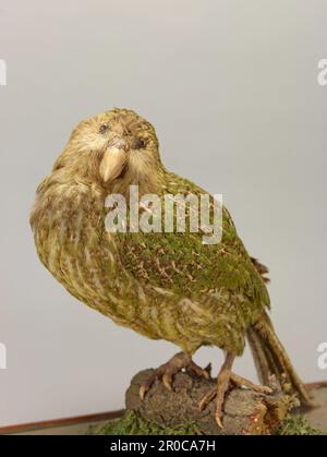 Kakapo, Strigops habroptilus. Der Kakapo oder Nachtsapo, auch Eulenpapagei genannt, ist eine Art großer, flugloser, nächtlicher, bodenbewohnender Papagei der Superfamilie Strigopoidea, die in Neuseeland endemisch ist und kritisch gefährdet ist. Stockfoto