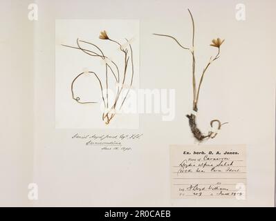 Snowdon Lily (Lloydia Serotina/Gagea Serotina) Herbariumplatte, 1898 & 1902. Weitere Namen: Brwyndail y Mynydd... Diese Pflanze wächst unter extremen Bergbedingungen im Snowdonia-Nationalpark in Wales. Im Jahr 1975 wurde sie im Vereinigten Königreich gemäß dem Conservation of Wild Creatures and Wild Plants Act zu einer geschützten Art... Changing Planet Ausstellung, Thinktank 2021 Stockfoto