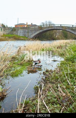 Enten auf dem Fluss am Abend in Irland. Männliche und weibliche Stockenten auf einem Teich mit blauem Wasser auf der Suche nach Nahrung. Stockfoto