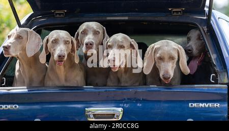 Eine Packung Weimaraner-Schützen im hinteren Teil eines Pick-up. Somerset, Großbritannien. Stockfoto