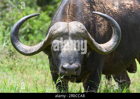 Buffalo im Addo Elephant National Park in Südafrika Stockfoto