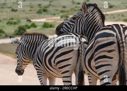 Zebras im Addo Elephant National Park in Südafrika Stockfoto