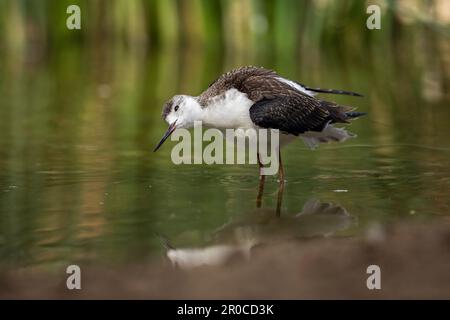 Black Winged Stilt; Himantopus himantopus; mit Reflexion; UK Stockfoto