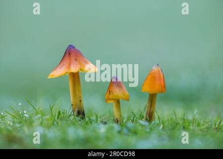 Konische Wachskappe; Hygrocybe conica; UK Stockfoto