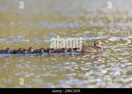 Eider Duck; Somateria mollissima; Female with Ducklings; UK Stockfoto