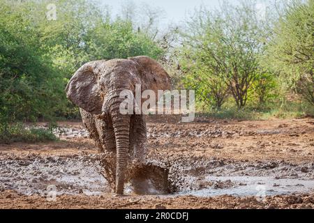 Elefant, (Loxodonta africana) Bulle, der mit seinen Beinen im Schlamm spritzt. Das Tier tritt in den Schlamm, der Dreck fliegt weg. Madikwe Wildreservat, Südafrika Stockfoto