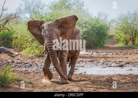 Elefantenbulle (Loxodonta africana), voller roter Schlamm aus Schlammbad. Vorderansicht, anspruchsvoll mit schlagenden Ohren. Madikwe Wildreservat, Südafrika Stockfoto