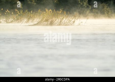 Der Nebel erhebt sich über der Wasseroberfläche des Sambesi. Papyruspflanzen stehen im Wasser. Sambesi, Victoria Falls, Simbabwe Stockfoto
