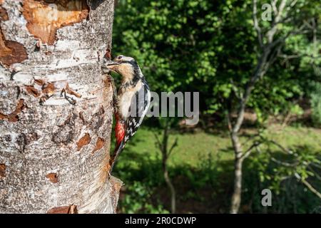 Großspecht; Dendrocopos Major; Erwachsenenfütterung, jung; Großbritannien Stockfoto