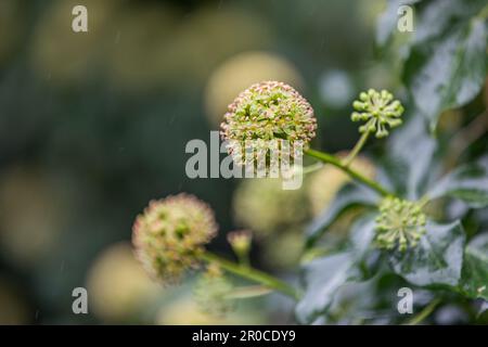 Ivy Flowers; Hedera Helix; in Regen; Großbritannien Stockfoto