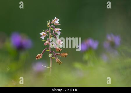 Marsh Helleborine; Epipactis palustris; Flower; UK Stockfoto