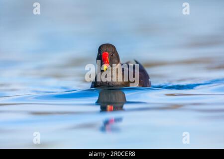 Moorhen; Gallinula chloropus; Schwimmen; Großbritannien Stockfoto