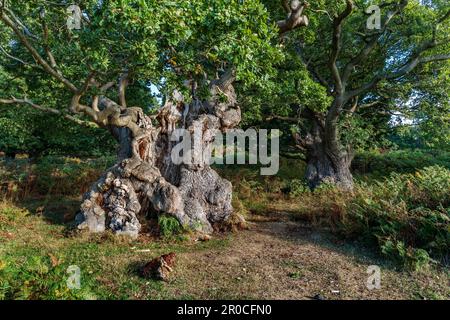 Eiche; Quercus robur; Ancient Tree; Leicestershire; Vereinigtes Königreich Stockfoto