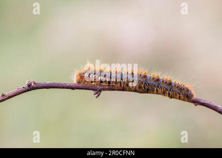Eiche eggar Moth Larva; Lasiocampa quercus; Vereinigtes Königreich Stockfoto