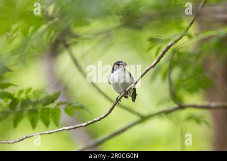 Rattenfänger; Ficedula hypoleuca; Männlich; mit Insekten; Vereinigtes Königreich Stockfoto