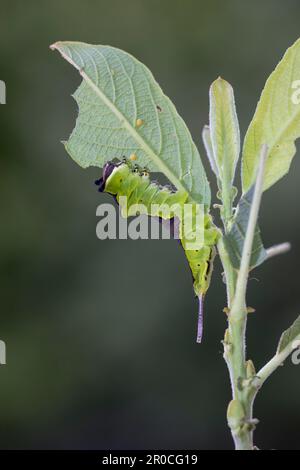 Puss Moth; Cerura vinula; Larve auf Willow; Großbritannien Stockfoto