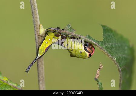 Puss Moth; Cerura vinula; Larve auf Willow; Großbritannien Stockfoto