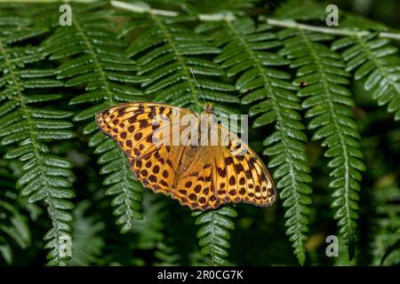 Silber-gewaschener Fritillary Butterfly; Argynnis Paphia; Vereinigtes Königreich Stockfoto