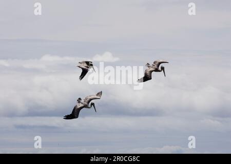 Braune Pelikane (Pelecanus occidentalis) sind an den Küsten Amerikas, vom Golf von Mexiko aus nördlich zu finden. Er wächst auf eine Höhe von etwa 1,3 m Stockfoto