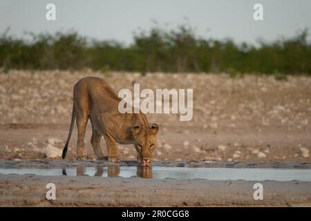 Ein Stolz von Löwen in freier Wildbahn. Fotografiert im Etosha-Nationalpark Namibia Stockfoto