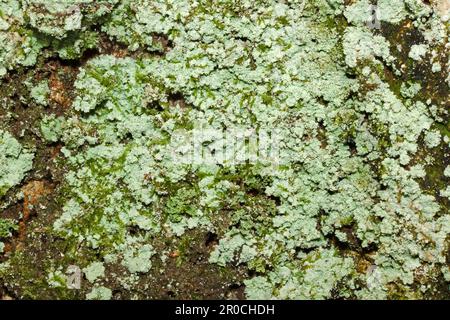 Lepraria incana ist eine Staubflechte, die in schattigen Situationen auf Gestein und Rinde gefunden wird. Es hat eine globale Verteilung. Stockfoto