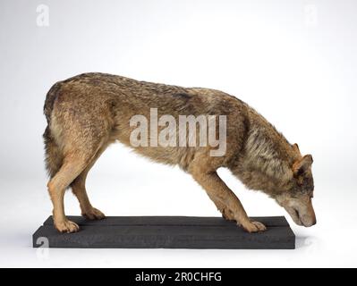 2012,0116 Wolf Taxidermy. Grauer Wolf, Canis Lupus. Stockfoto