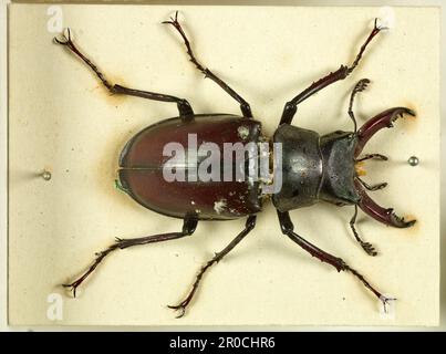 Naturgeschichte. Schubladen mit Insektenexemplaren - Nahaufnahme eines Käfers. Stockfoto