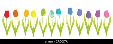 Bunte Tulpen, Regenbogen-Farbverlauf mit zwölf bunten Blumen in einer Reihe, Illustration auf weißem Hintergrund. Stockfoto