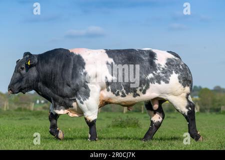 Ein britischer blauer Stier, der auf einem Feld läuft. Hereford, Großbritannien. Stockfoto